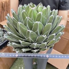 751 アガベ ビクトリアレジーナ 笹ノ雪 極上斑 超大株 - メルカリ