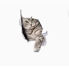 ❤️早い者勝ち❤️猫 ウォール ステッカー デカール  iPad トリックアートのサムネイル