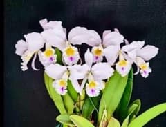 洋蘭 原種 カトレア C. gaskelliana mosca semialba 洋蘭 原種 カトレア C. gaskelliana mosca semialba - メルカリ