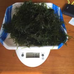 ポッキーマン様専用☆ウィローモス約115グラムのサムネイル