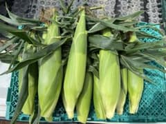 北海道産　とうもろこし　10本のサムネイル