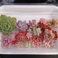 〖名前無し〗多肉植物小さなカット苗セット✿のサムネイル