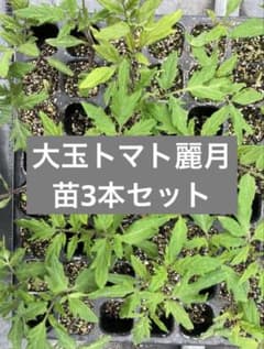 【訳あり】大玉トマトセル苗【麗月】のサムネイル