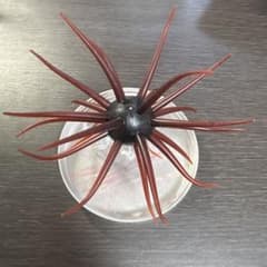 1*6様 コイケフルキャスト スカッパノンのサムネイル