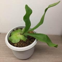 コウモリランのサムネイル