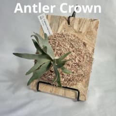 P. wilinckii cv. Antler Crown spore【12】 - メルカリ