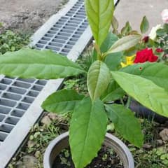 アボカドの苗木のサムネイル