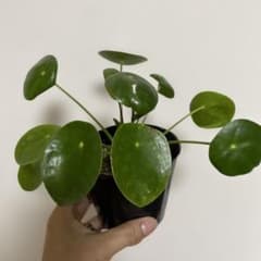 ピレア　ペペロミオイデス　観葉植物　抜き苗　①のサムネイル
