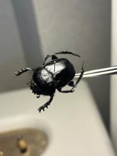 ファーブル昆虫記に登場するスカラベ 標本 フンチュウ　フンコロガシ ファーブル昆虫記に登場するスカラベ 標本 フンチュウ フンコロガシ