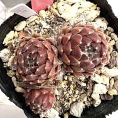 多肉植物　センペルビウム　モアカークスメリット　No.167【白】 多肉植物 センペルビウム モアカークスメリット No.167【桃】 - メルカリ