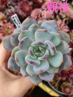 レア♡ ②ラコロ×中里リンゼアナ サボテン相談室 葉挿し 抜き苗 - メルカリ