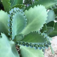 多肉植物✿子宝草のサムネイル