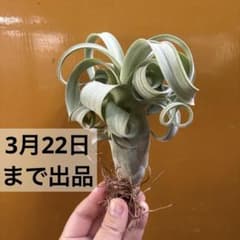 カーリースリム①のサムネイル
