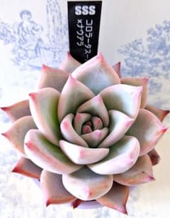 SSSさん苗コロラータスーパーW×ナウアラ札付きポットごとメルカリ便