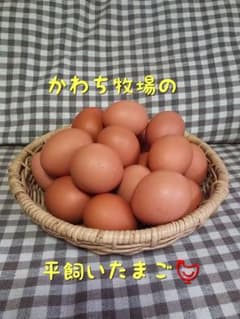 富良野産 平飼いたまご 50個のサムネイル