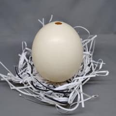 エッグアート用 ダチョウの卵？ 卵の殻 - メルカリ