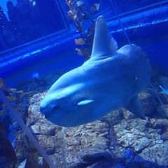 返金用/カモノハシのトム様のサムネイル