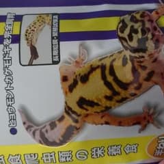 爬虫類  レオパゲルのサムネイル