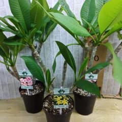 プルメリア⭐️JUNGLEJACKS⭐️PREMIUM⭐️5号3品種3鉢セット - メルカリ