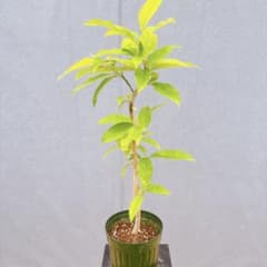 現品 キンコウボク 金厚朴 88番 観葉植物 レア 希少 香水 インテリア