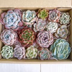 №797 多肉植物 韓国苗 エケベリア♡寄せ植えセット♡現品 匿名発送のサムネイル
