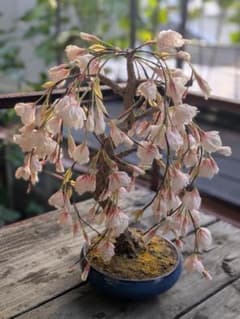 アートフラワー 鉢花 枝垂れ桜 ピンクのサムネイル