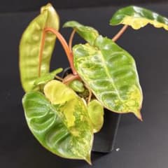 【757117】フィロデンドロン ビレッティア斑入り 757117】フィロデンドロン ビレッティア斑入り - メルカリ