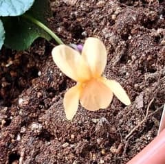 黄花ニオイスミレ種のサムネイル