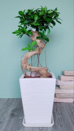 TcMa様専用 ☆ガジュマル 昇り龍 8号 76cm - メルカリ