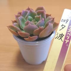 夕波 おらいさん苗 ミックスベリア 抜き苗 札なしのサムネイル