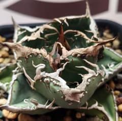 L32アガベ チタノタ shangao-001蝦蟇 良質子株 - メルカリ