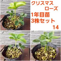 m79877147446_1.jpg?1729411889