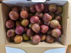 果物 プラム すもも　1キロ入り中サイズのサムネイル