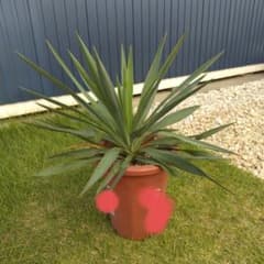 ユッカ グロリオサ　キミガヨラン　観葉植物 高さ約100cm ユッカ キミガヨラン グロリオサ 観葉植物 鉢植え - メルカリ
