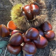 ぽろたん　1kg 2L〜のサムネイル