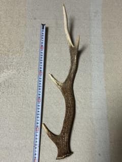 天然 ニホンジカ 鹿角 約50cm - メルカリ