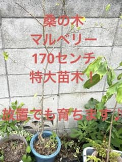 マルベリー　桑の木　桑　接ぎ木　大苗　苗　苗木果樹　桑苗　無農薬