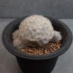 マミラリア　白星　サボテンのサムネイル