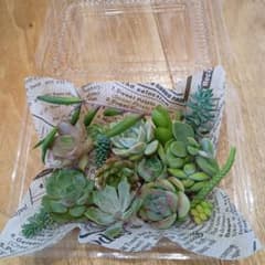 多肉植物　カット苗のサムネイル