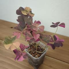 希少 Oxalis triangularis Variegated - メルカリ