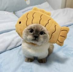 たい焼き猫帽子　被り物のサムネイル