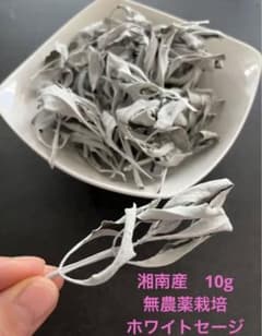 湘南産　自家自然栽培　ホワイトセージ　10gのサムネイル