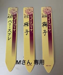 ミックスベリア 桜子 梅子 ベリースフレ 札のみ (苗はつきません)のサムネイル
