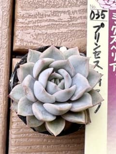 3/7発送用セール ミックスベリア プリンセスティアラ おらいさん