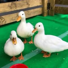 ちー様(*´꒳`*)のサムネイル
