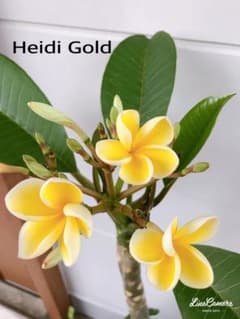 Heidi Gold ハイジゴールド(プルメリアカット苗)のサムネイル