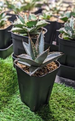 アガベ チタノタ 帝君 エンペラー ブツブツ系 発根済み 鉢ごと発送