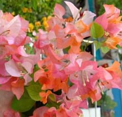 希少 超レア ブーゲンビリア 開花中 鉢ごと発送 超レア ブーゲンビリア 鉢ごと発送 希少 - メルカリ