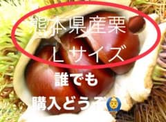 【10/3(金)発送予定分を販売中‼️】熊本県産栗Lサイズ1.5Kg以上のサムネイル