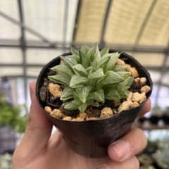 ハオルチア 新氷砂糖錦 斑入り 抜き苗発送 ハオルチア 旧氷砂糖錦斑入り 抜き苗発送 - メルカリ